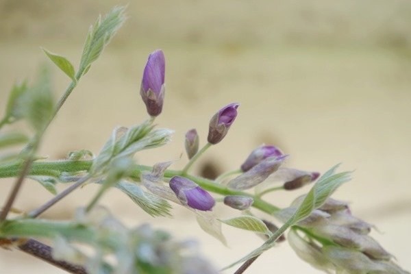 glycine