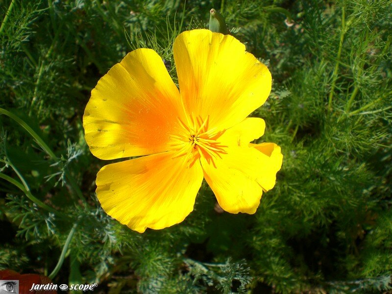 Coquelicot