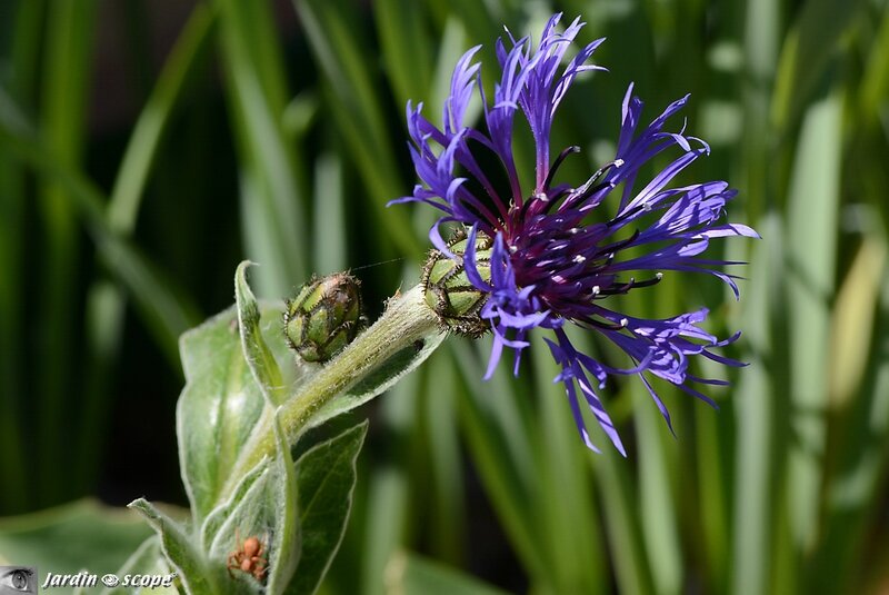 Centaurea montana