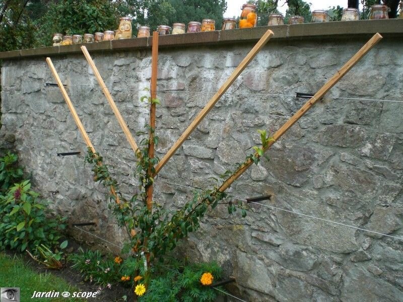 Exemple palissage en evantail
