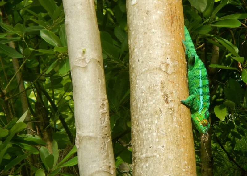 Caméléon du Mont Passot