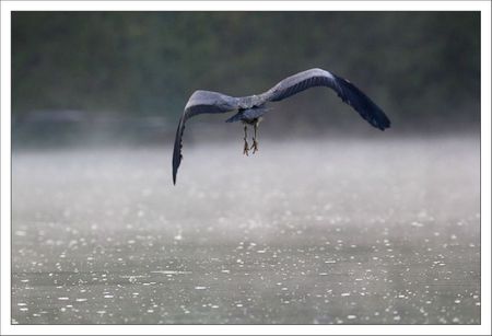 ville lulu heron vol brume matin 140412 arriere