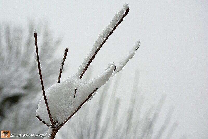 Cornus-Venus