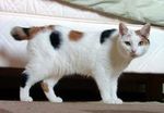 200px_Manx_breed_cat_named_Inkku