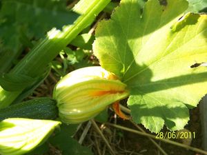 courgettes 2011 (3)