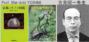 Yoshimi sensei