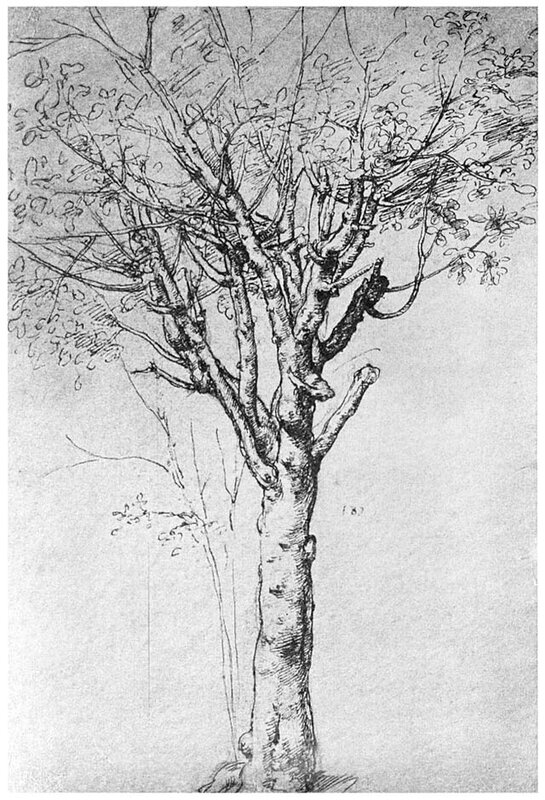 arbre de Leonard de Vinci ou Cesare de Sesto - Windsor Royal collection - site Thais
