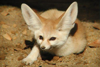 fennec