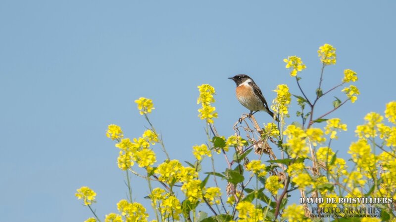 Tarier pâtre ♂ (Saxicola rubicola - European Stonechat)