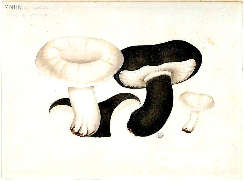 181 Russula adusta, Refait 20 mars 1893 404