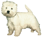 chien-image-animee-0657