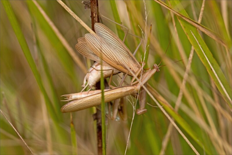 Torfou mantes cannibales 270916 3