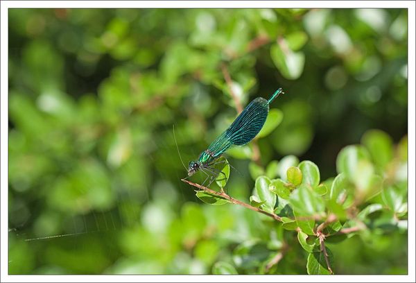 libell demoiselle mange 1 290712