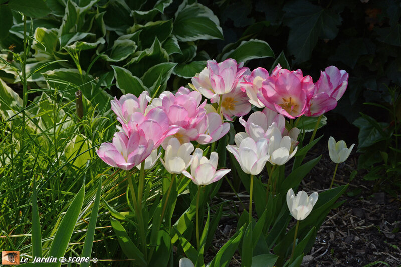 Tulipes-multiflora