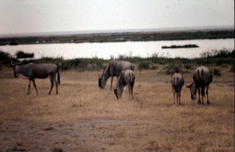 amboseli gnous f