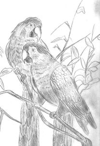 dessins d'oiseaux 