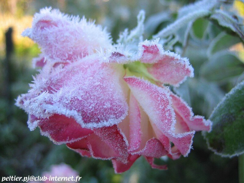Pétales de rose givré
