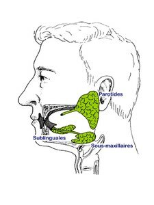 glandes_salivaires