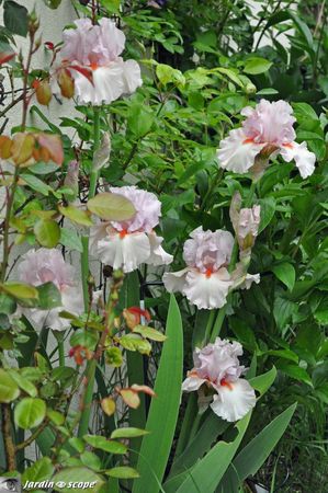 Iris-Vanity 2
