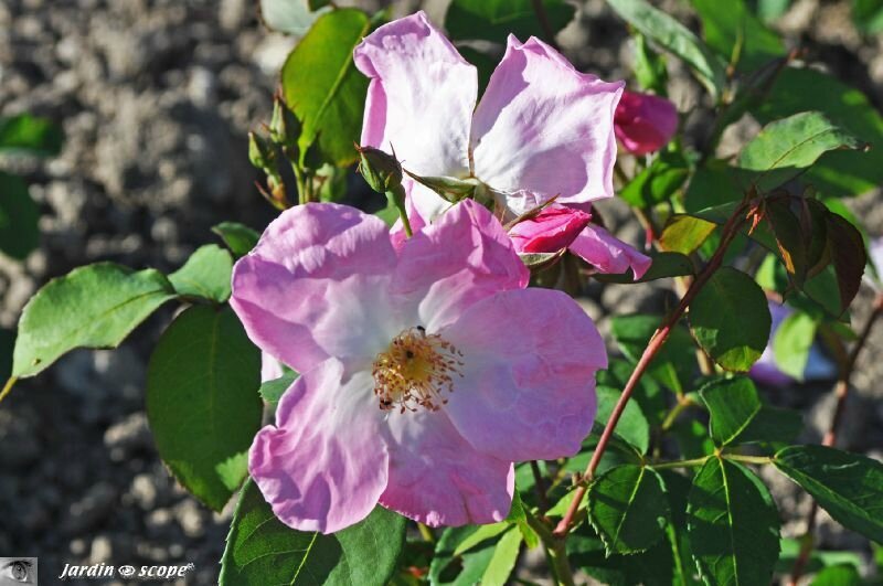 Rosier Ingénue