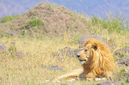 Lion__r_serve_de_Masa__Mara__Kenya__3_