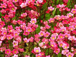 Saxifraga-Arendsii-Rouge-A