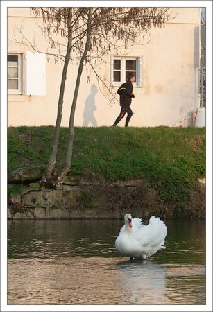bioville_QM_cygne_jogger