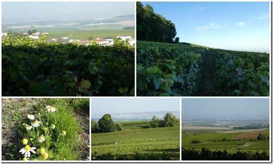 vignes le 7 septembre 20212