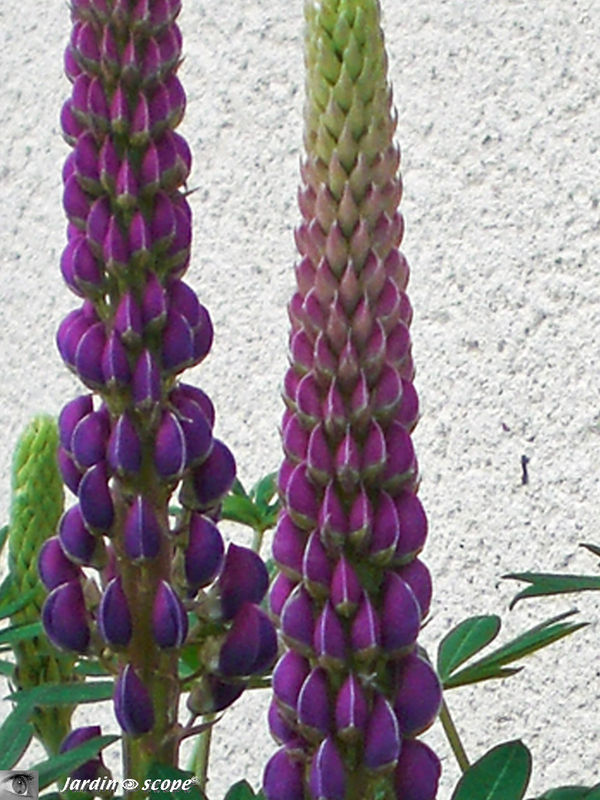 Les hampes fleuries des Lupins très décoratives