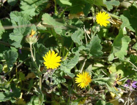 fDSC08208___Calendula_arvensis___SOUCIS_SAUVAGES__R_solution_de_l__cran_