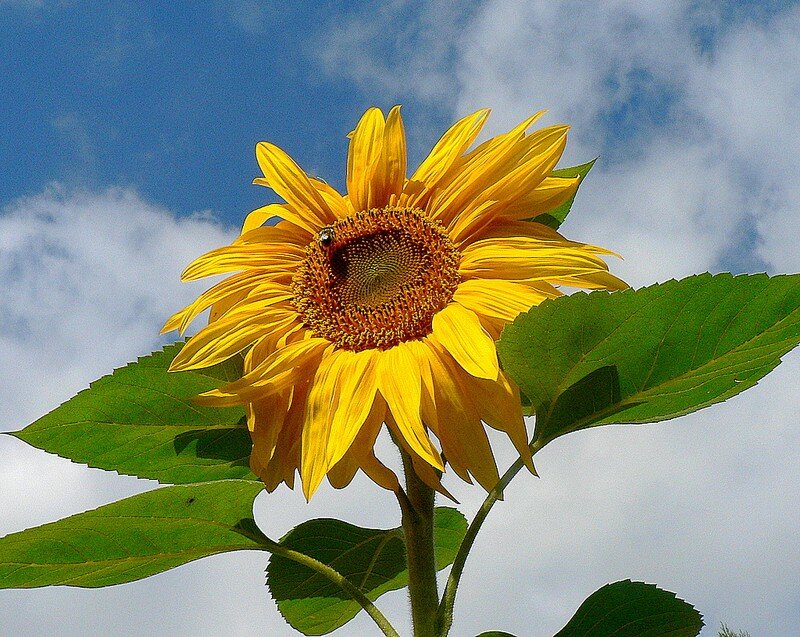 soleil au soleil