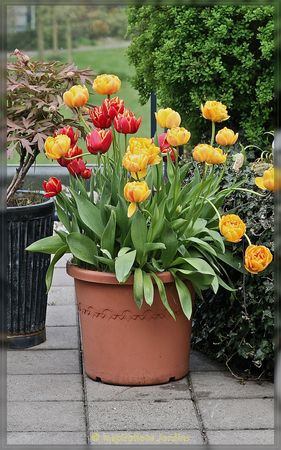 Pot_de_Tulipes