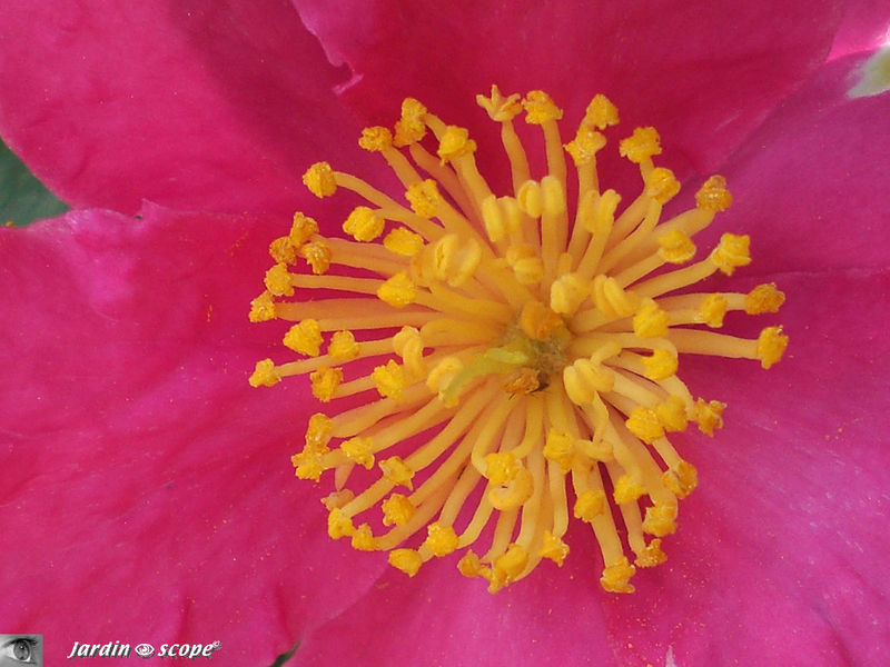 Camellia Sasanqua 'Vicomte de Noaille'
