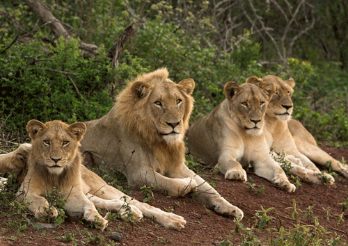 LION ET SES TROIS LIONNES