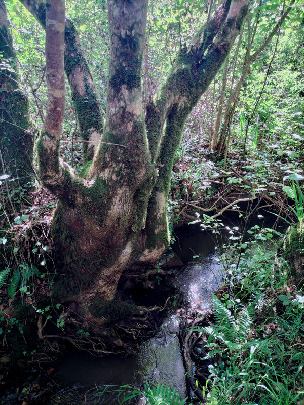 Ainhoa, arbre et rivière (64)