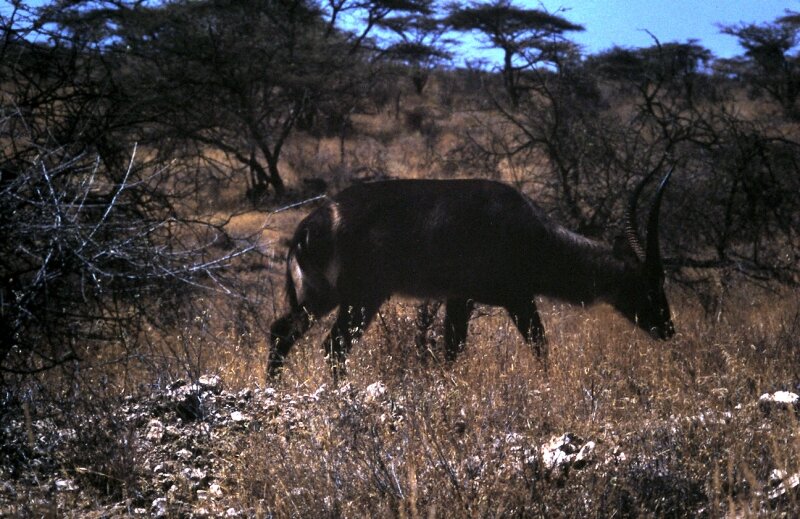 samburu impala b