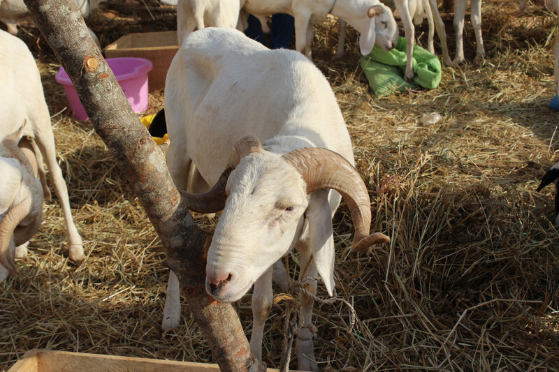 mouton, foire de Ngaoundéré(c)rubenetienne_0168