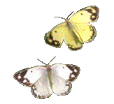 insecte_papillon026