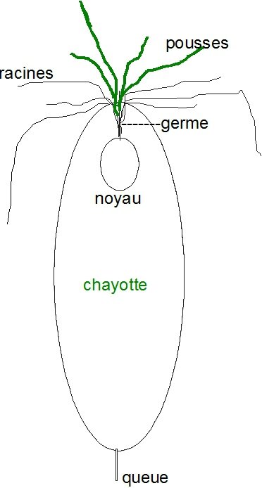 24 - chayotte