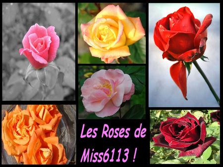 Rose_De_Miss6113