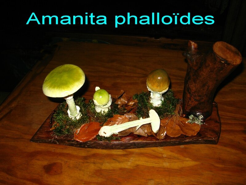 Amanita phalloïdes n°957 n°945 n°887 n°900