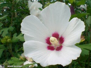 Hibiscus de jardin • Hibiscus syriacus Dorothy Crane