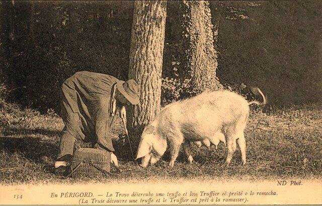 Truffier cochon