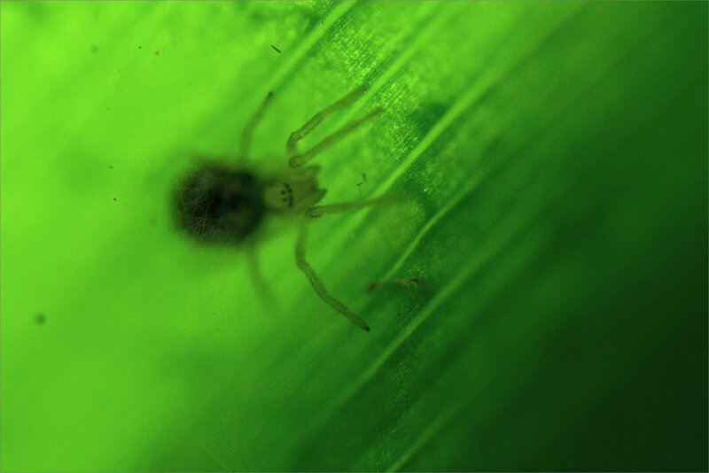 SM araignée spectre abiance verte 010321