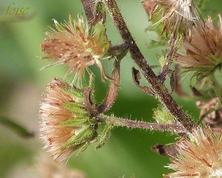 involucre à bractées linéaires-lancéolées