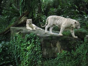 Zoo de Singapour (28)