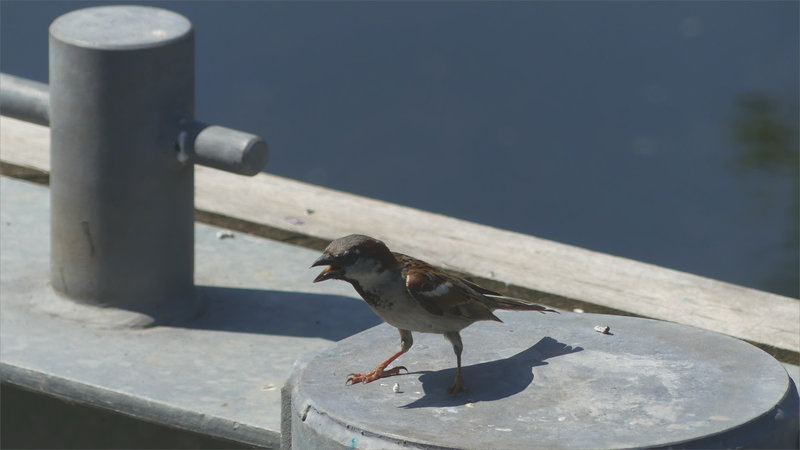 Oiseau moineau chaleur bec ouvert 2
