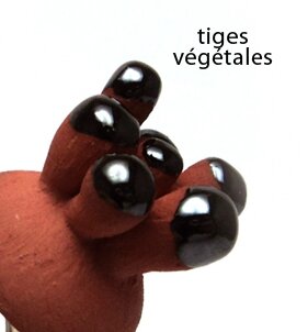 pilipok tiges vegetales