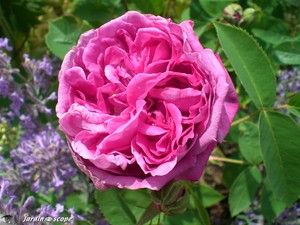 t_Reine_des_violette