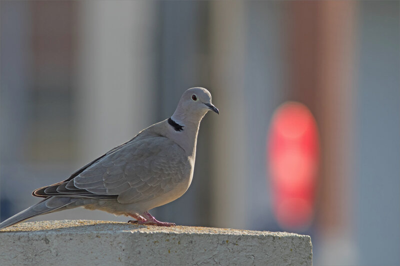 Oiseau tourterelle panneau rouge lumière 010521